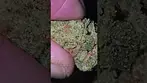 Safricanna Jack Herer T24 - Sweet citrus hazey skunk. Nice @ £5.50g