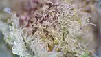 PHANT PINK D1 THC & SCOPE TEST | 28% | 9/g | Phant Craft, Cantourage & Xeal Pharma