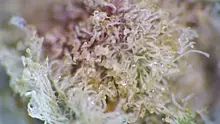 Smacksalad Video Thumbnail
