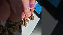 ScottiDunCanna Video Thumbnail
