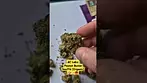 4C Labs - Peanut Butter Soufflé (T30%)(UK Medical Cannabis Prescription)