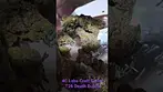 4c Labs - Death Bubba T26 -      (Deathstar x Bubba Kush)
