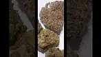 Humble Bud Gelato Minis 25% thc #medicalcannabis