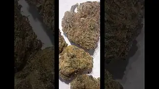 Humble Bud Gelato Minis 25% thc #medicalcannabis