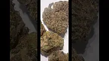 Strange Life 420 Video Thumbnail