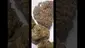 Video Thumbnail: Strange Life 420