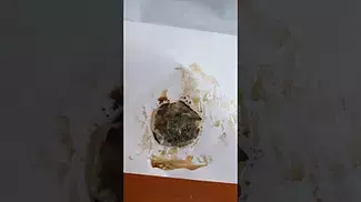 PLATINUM OG | Noidecs Vital & Portocanna | £4/g | PRESS TEST
