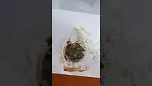 Smacksalad Video Thumbnail