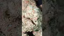 PrescribedBouquet Video Thumbnail