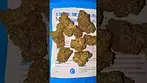 Cookies Cinnamon Milk (26% THC UK Medical)