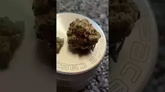 Sitka KSD T23 - Kim's Sweet Diesel - UK Medical Cannabis Flower Review