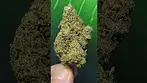 Halle Berry 27%THC medical Prescription cannabis.