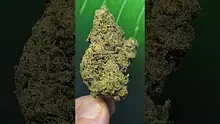 THC Bunny Video Thumbnail