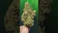 Video Thumbnail: THC Bunny