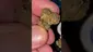 Video Thumbnail: Cannabis Culture 