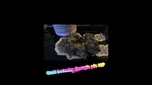 Onemans 420 Video Thumbnail