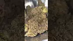 UK MEDICAL FLOWER - CALI X BISCOF - BISCOTTI T24 OUT THE BAG - NICE BISCUIT COOKIES AROMA