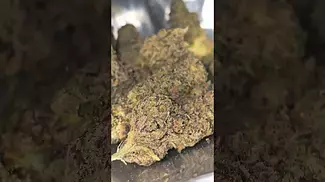UK MEDICAL FLOWER - CALI X BISCOF - BISCOTTI T24 OUT THE BAG - NICE BISCUIT COOKIES AROMA