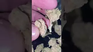UK MEDICAL | Curo BCP (Black Cherry Punch) T22% | First Look