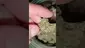 Video Thumbnail: WestPacks420