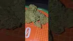 Orgine Nature Golden Gauth UK Medical Flower First Impressions