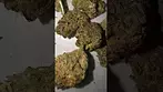 Grow GP-SAF-BCP T15 - Black Cherry Punch  ( UK Medical Cannabis Look At! )