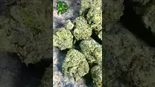 VIP THC Video Thumbnail