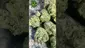 Video Thumbnail: VIP THC