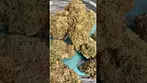 Royal moby medical cannabis from curaleaf review on looks smell feel, Mamedica Sativa Hybrid 20% thc