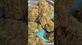 Royal moby medical cannabis from curaleaf review on looks smell feel, Mamedica Sativa Hybrid 20% thc