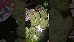 Common Roots - Watermelon Zkittlez - UK Medical Flower - first look
