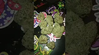 Common Roots - Watermelon Zkittlez - UK Medical Flower - first look