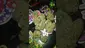 Video Thumbnail: VIP THC