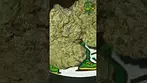 4TP - Animal Face - T25,this ones sweet,piney and gassy  #medicalcannabis #zaza #plantmedicine