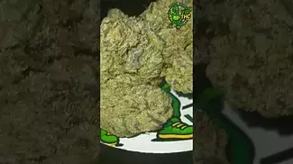 4TP - Animal Face - T25,this ones sweet,piney and gassy  #medicalcannabis #zaza #plantmedicine