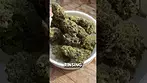 Aurora Pink Diesel | UK Medical
