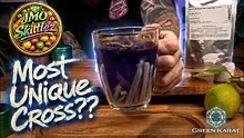 Wakey Wakey Video Thumbnail