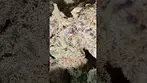 BIG NARSTIE MEDICAL GLITTER BOMB ( UK PRESCRIPTION MEDICATION )