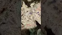 PrescribedBouquet Video Thumbnail
