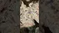Video Thumbnail: PrescribedBouquet