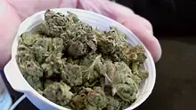 Medical Bud Reviews Video Thumbnail