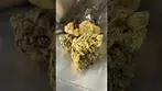 CannFX |Exotic Gas #007| UK Medical Flower #medicalcannabis #ukmedicalcannabis