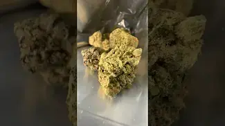 CannFX |Exotic Gas #007| UK Medical Flower #medicalcannabis #ukmedicalcannabis