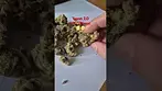 Tyson 2.0 - N.Y.C Diesel (T26)(UK Medical Cannabis Prescription)