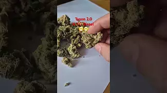 Tyson 2.0 - N.Y.C Diesel (T26)(UK Medical Cannabis Prescription)