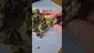 Video Thumbnail: ScottiDunCanna