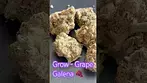 Grow Platinum - Grape Galena T27 Review in description 