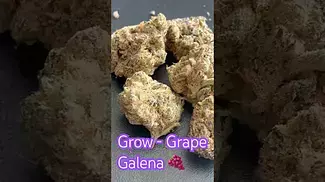 Grow Platinum - Grape Galena T27 Review in description 