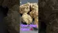 Video Thumbnail: Smokey Mo