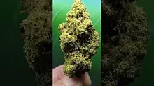 THC Bunny Video Thumbnail